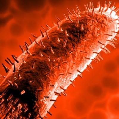 அச்சுறுத்தும் ரேபிஸ்