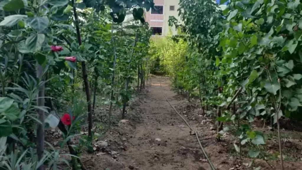 நகரில் பசுமை மேம்பாடு: 100 பூங்காக்களில் ‘மியாவாக்கி’ காடுகள்