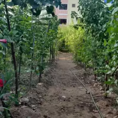 நகரில் பசுமை மேம்பாடு: 100 பூங்காக்களில் ‘மியாவாக்கி’ காடுகள்