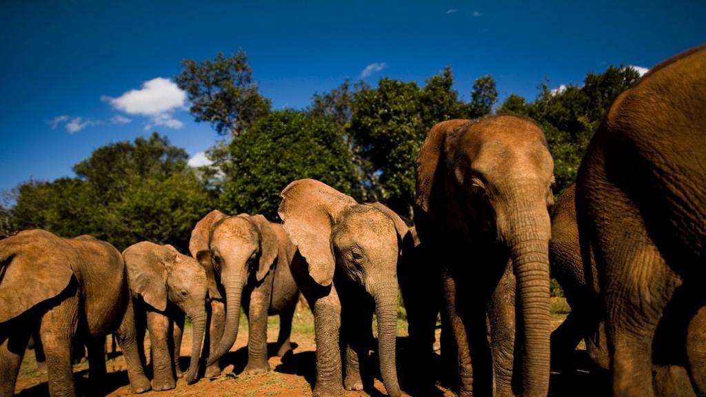 “ஐடி பார்க் அருகே குட்டையில் குளிக்கும் யானைகள்; வனத்துறையினர் கண்காணிப்பு”