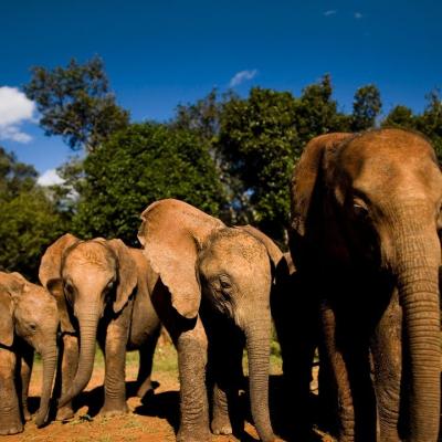 “ஐடி பார்க் அருகே குட்டையில் குளிக்கும் யானைகள்; வனத்துறையினர் கண்காணிப்பு”