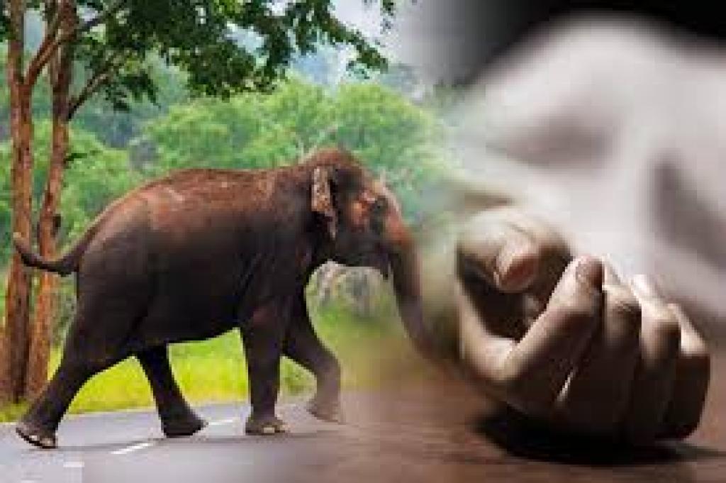 யானை தாக்கி 4 வயது சிறுவன் பலி