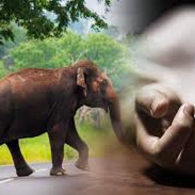 யானை தாக்கி 4 வயது சிறுவன் பலி