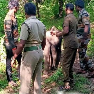 யானை மந்தைகளுடன் குட்டி யானையை சேர்க்க முயற்சி