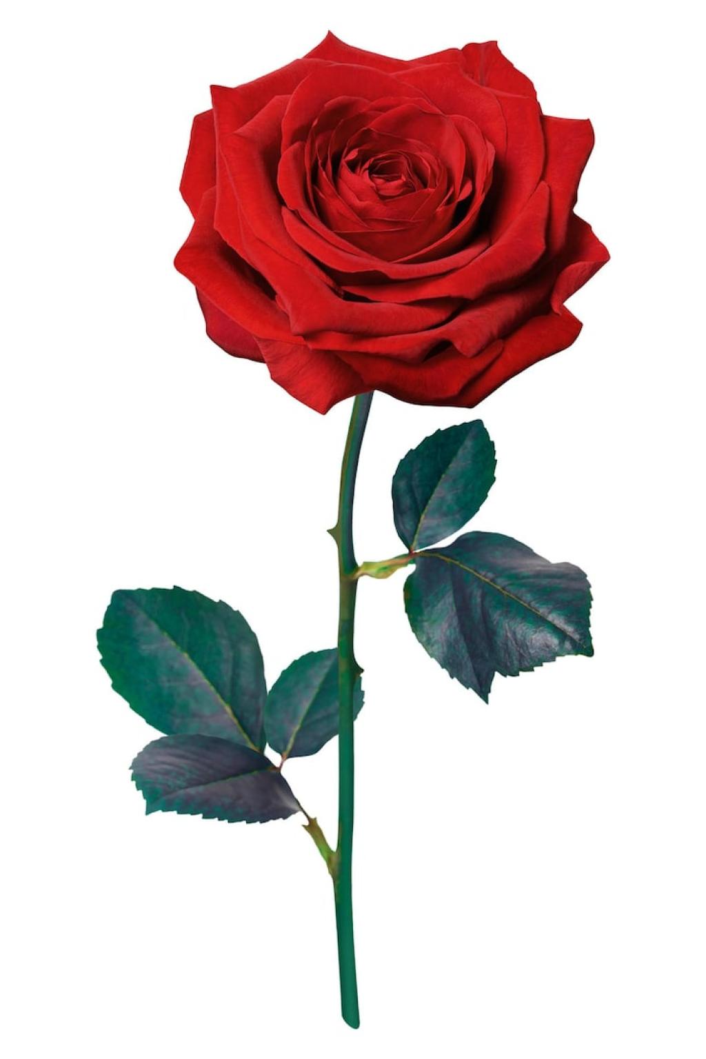 ரோஸ்: முக அழகுக்கு இயற்கை தீர்வு