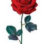 ரோஸ்: முக அழகுக்கு இயற்கை தீர்வு