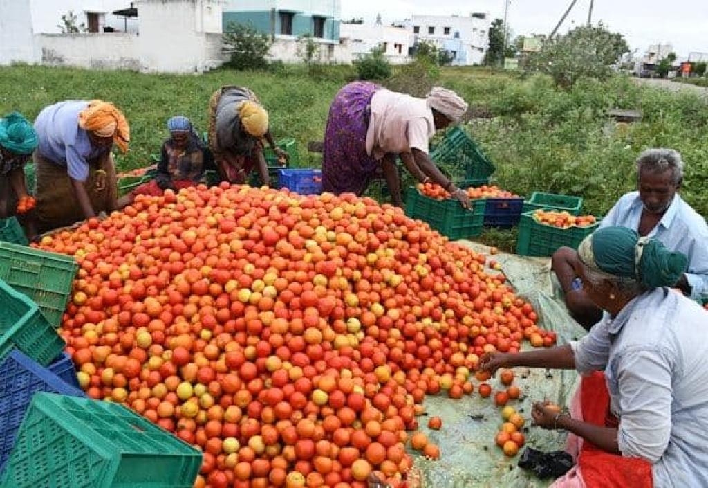 தக்காளி விலை சரிவு – சாகுபடி அதிகரிப்பு