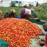 தக்காளி விலை சரிவு – சாகுபடி அதிகரிப்பு