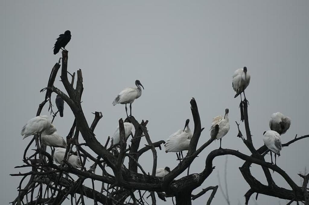 “69 இனங்கள்; 21,091 வலசை பறவைகள்: பாசனக் குளங்களின் அவசியத்தை வெளிப்படுத்திய தாமிரபரணி கணக்கெடுப்பு”