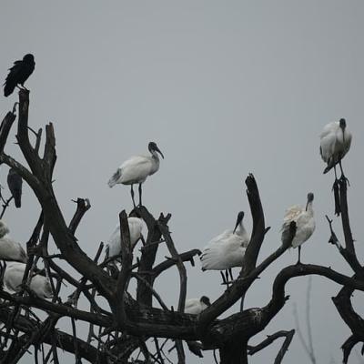 “69 இனங்கள்; 21,091 வலசை பறவைகள்: பாசனக் குளங்களின் அவசியத்தை வெளிப்படுத்திய தாமிரபரணி கணக்கெடுப்பு”