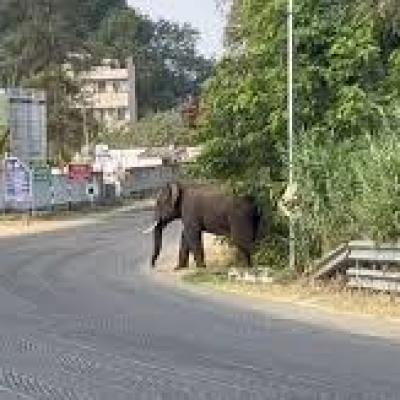 கோவைக்கு நெருக்கத்தில் காட்டு யானை