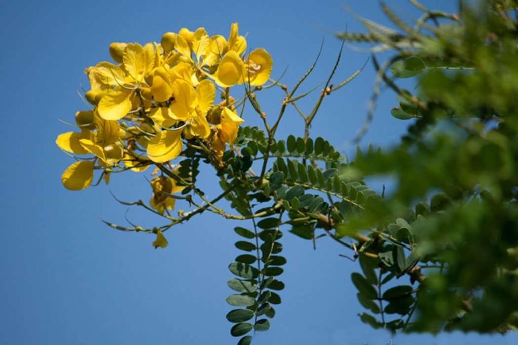 ஆவாரம் பூ: ஆரோக்கிய நன்மைகள் நிறைந்த மூலிகை