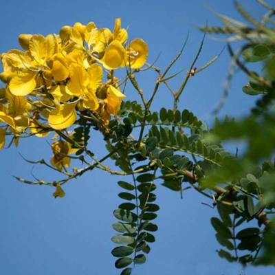 ஆவாரம் பூ: ஆரோக்கிய நன்மைகள் நிறைந்த மூலிகை