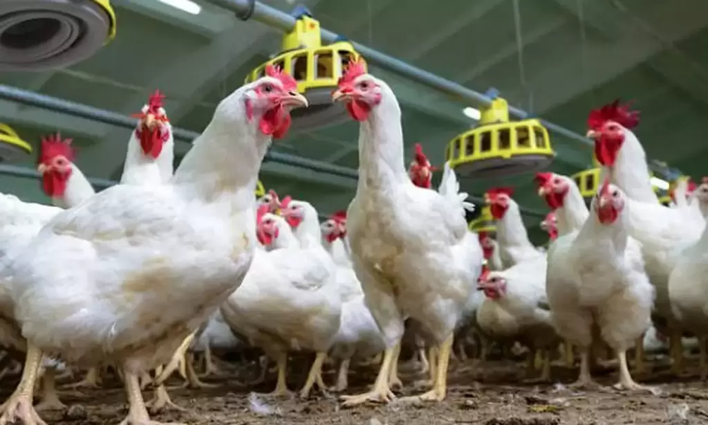 கறிக்கோழி விலை சரிவுக்கு எதிர்ப்பு – விவசாயிகள் போராட்டம்