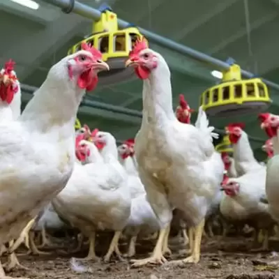 கறிக்கோழி விலை சரிவுக்கு எதிர்ப்பு – விவசாயிகள் போராட்டம்