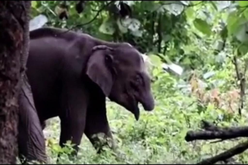 தும்பிக்கையில்லா குட்டி யானை ஆச்சரியம்