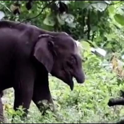 தும்பிக்கையில்லா குட்டி யானை ஆச்சரியம்