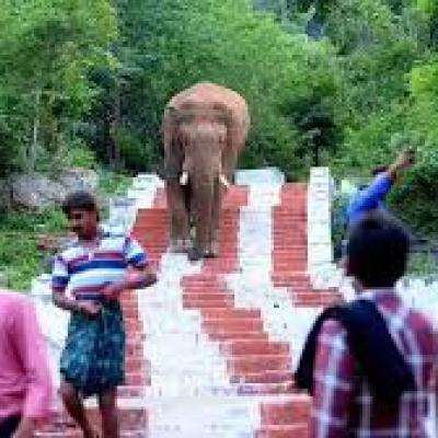 மருதமலை–தடாகம் யானை எச்சரிக்கை