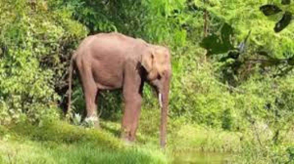 கோவையில் யானைகள் நடமாட்டம்: எச்சரிக்கை