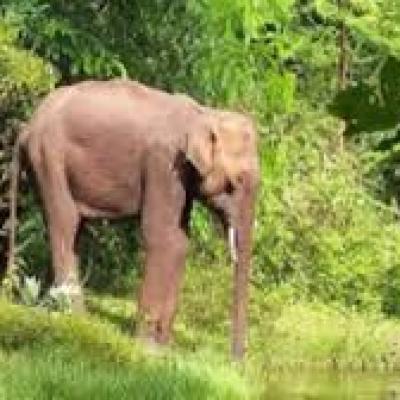 கோவையில் யானைகள் நடமாட்டம்: எச்சரிக்கை