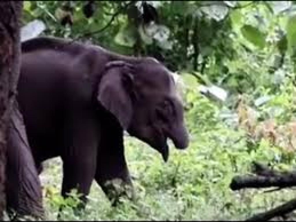 அதிரப்பள்ளியில் யானைக்குட்டி நடமாட்டம்: மக்கள் பாதுகாப்பு கோரிக்கை