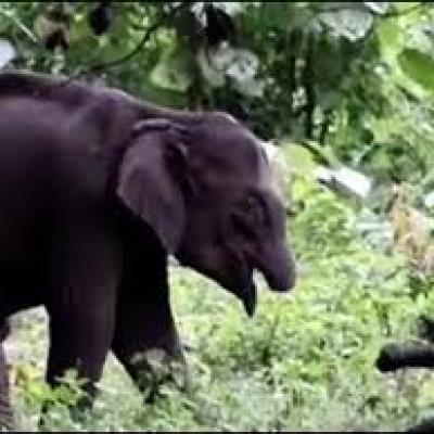 அதிரப்பள்ளியில் யானைக்குட்டி நடமாட்டம்: மக்கள் பாதுகாப்பு கோரிக்கை