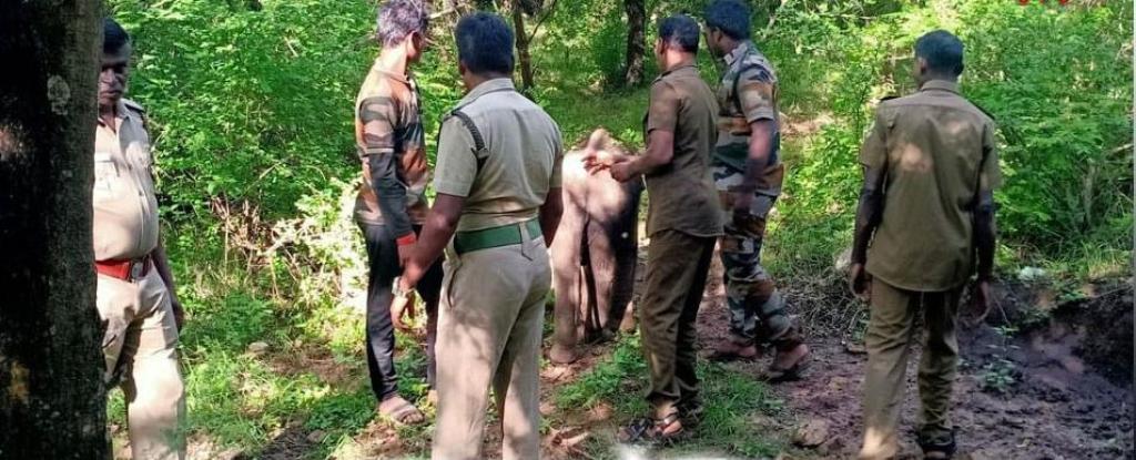 யானை மந்தைகளுடன் குட்டி யானையை சேர்க்க முயற்சி