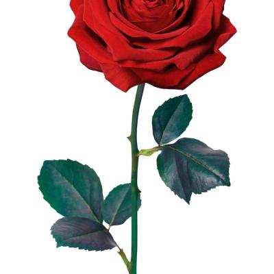 ரோஸ்: முக அழகுக்கு இயற்கை தீர்வு