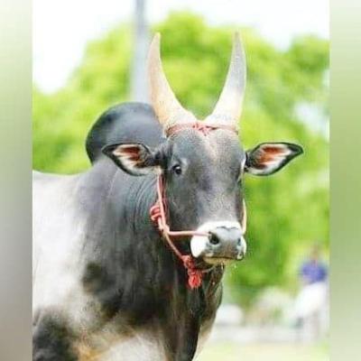 கால்நடை வளர்ப்பில் கிராமத்து சாதனை – மாத்தூரைச் சேர்ந்த கணேஷ் கருப்பையாவின் நாட்டு மாடுப் பண்ணை