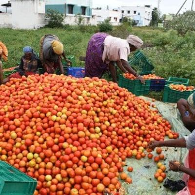 தக்காளி விலை சரிவு – சாகுபடி அதிகரிப்பு