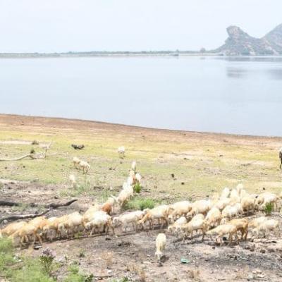 கோவை, திருப்பூரில் நீர்மட்டம் சரிவு