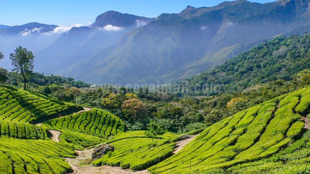 வால்பாறை சாலையில் வனவிலங்கு எச்சரிக்கை