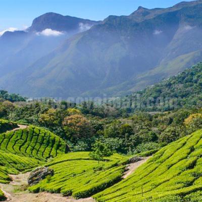 வால்பாறை சாலையில் வனவிலங்கு எச்சரிக்கை