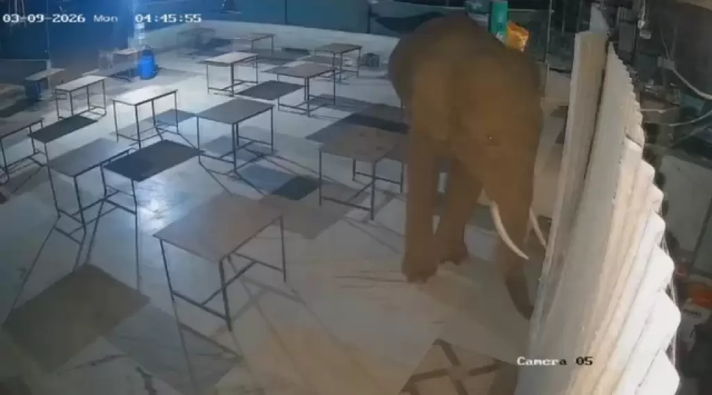 டாஸ்மாக் கடை உடைத்த காட்டுயானை அட்டகாசம்