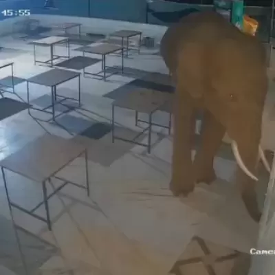 டாஸ்மாக் கடை உடைத்த காட்டுயானை அட்டகாசம்