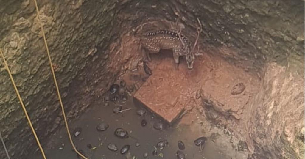 கிணற்றில் தவறி விழுந்த மான்களை மீட்ட கோவை தீயணைப்பு துறையி