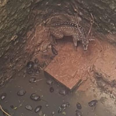 கிணற்றில் தவறி விழுந்த மான்களை மீட்ட கோவை தீயணைப்பு துறையி